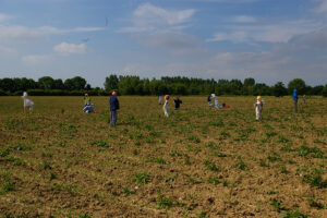 Oving Scarecrow Day Image Gallery 2008: field Scarecrows
